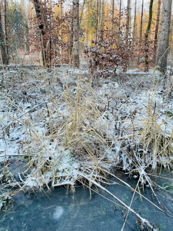 Winterwald